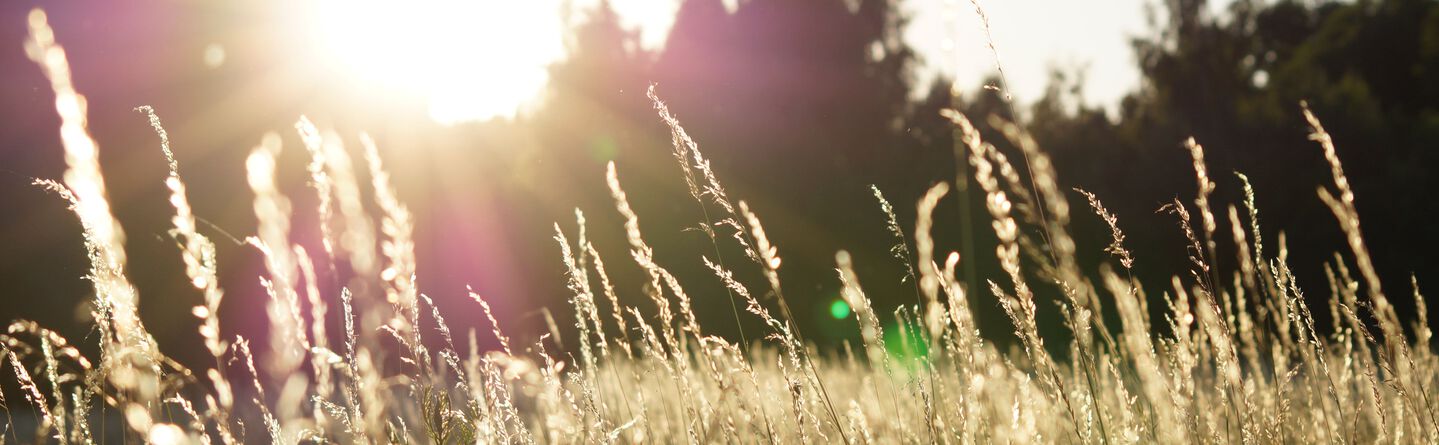 blog header